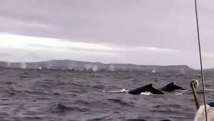Des dizaines de baleines à bosse encerclent un voilier de croisière