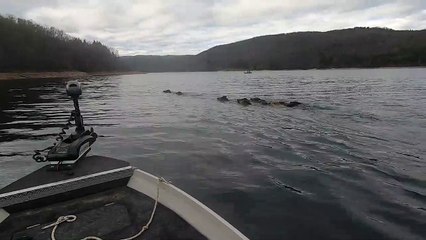 Un pêcheur du Jura filme des sangliers en train de traverser un lac