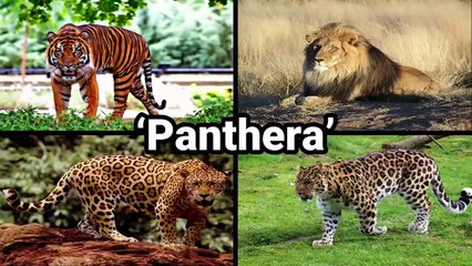 JAGUAR VS LION - Who will win this battle?