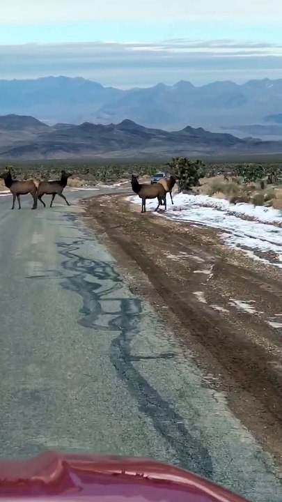 Getting Friendly with Elk