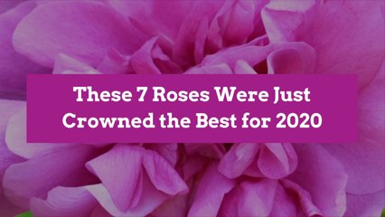 These 7 Roses Were Just Crowned the Best for 2020