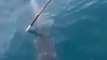 Un requin-baleine s'approche d'un bateau de pécheurs pour demander de l'aide