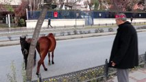 Edirne'de başı boş atlar trafiği karıştırdı