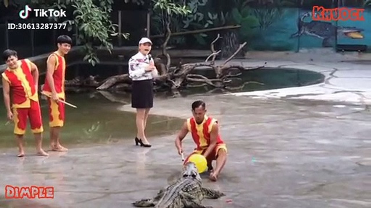 Funny video crocodile zoo 2019