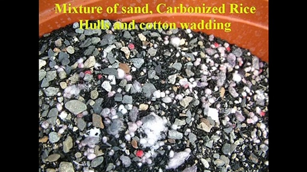 Mays Garden Seed - Desert Rose Seeds Adenium Obesum Seeds