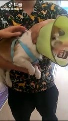 Funny Dog Injection videos -  Dog Injection Funny Compilation