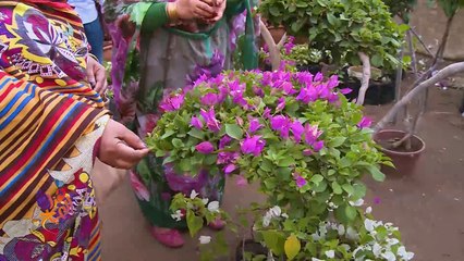 الخرطوم تحتضن معرض الزهور السنوي