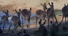 Crocodile hunts Impala 3rd time Lucky! Not easy to see these reptiles catch a meal but we did!!