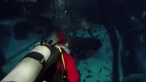 Papá Noel se sumerge entre tiburones en Río de Janeiro