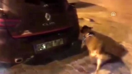 Van'da 8 kilo 590 gram uyuşturucu ele geçirildi