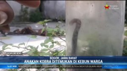Belasan Anak Kobra Ditemukan di Permukiman Warga Bogor
