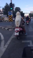 Hilarant : ce chien sait comment se tenir à l'arrière d'un scooter