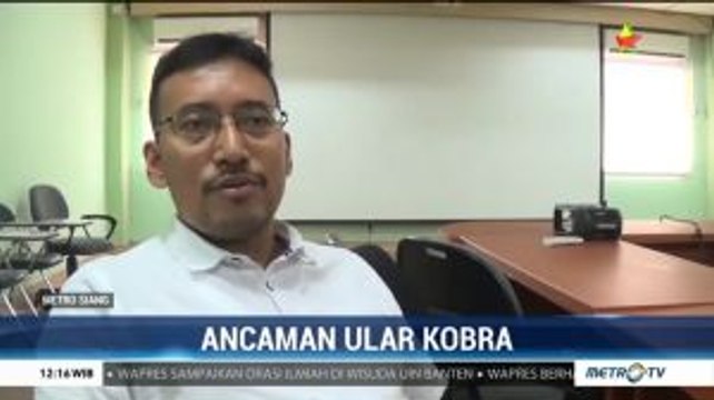 Ini Penyebab Ular Kobra Muncul di Permukiman Warga