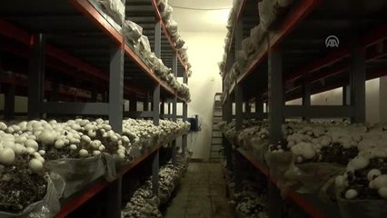 Şırnaklı girişimci iki ev kadını kültür mantarı üretiyor