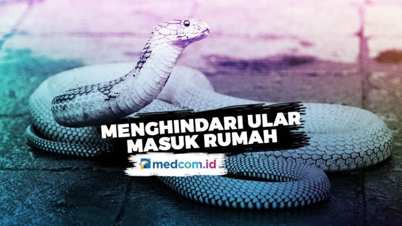 Cara Mencegah Ular Kobra Masuk  Masuk Rumah