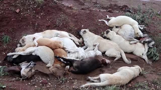 Osmaniye'de arazide çok sayıda ölü köpek bulundu