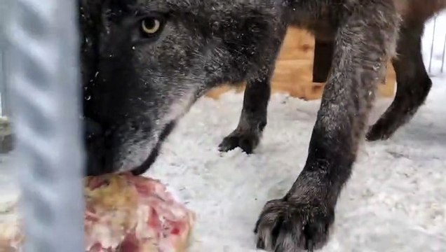 Рык Волка, Крупный Канадский волк Акела показывает характер, Канадский волк, северный волк