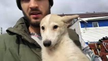 Реакция канадского волка Акелы на Западно сибирскую лайку