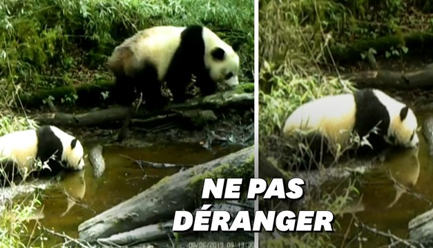 Les (très) rares images d'un panda sauvage et son petit en pleine nature