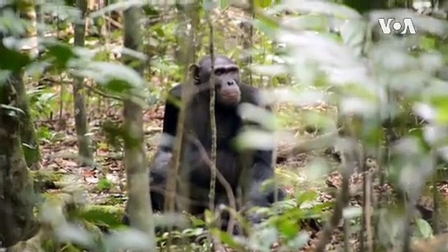 Gabon Carries Out Counter-Poaching Fight to Save Elephants