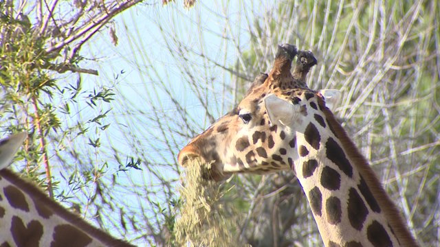 Expertos reclaman potenciar el papel de los parques zoológicos
