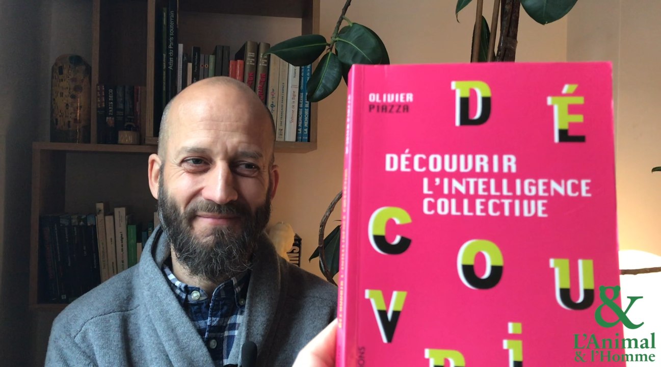 Interview 4 d'Olivier Piazza : Les fourmis, les pros du boulot !