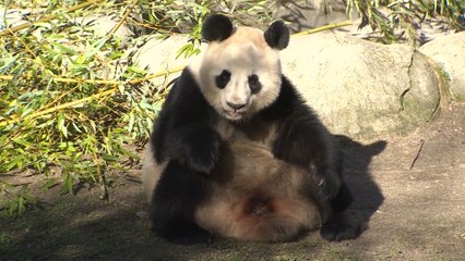 Expertos creen que los zoológicos ayudan a la biodiversidad