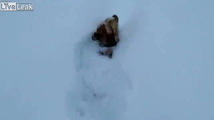 1m de neige : ce chien disparaît !