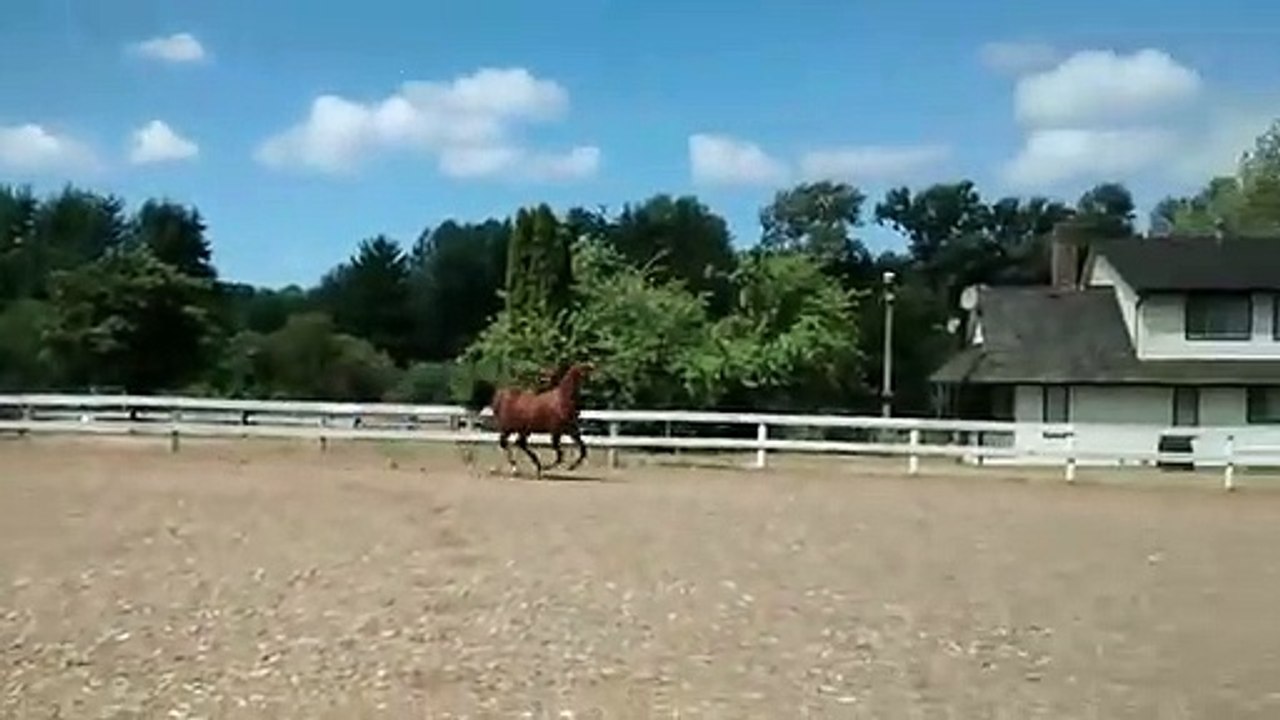 Ce cheval a trouvé le moyen de s'évader... avec classe