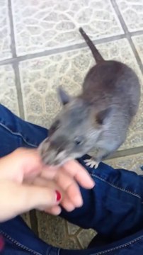 Ce rat vient chercher sa maitresse et la tire par le bras pour une raison incroyable