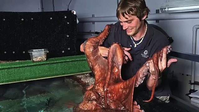 Cet énorme poulpe géant est très collant