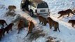 Tous ces tigres attendaient une chose : l'heure du repas