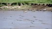 Ces zèbres choisissent le pire endroit pour traverser la rivière