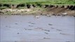 Ces zèbres choisissent le pire endroit pour traverser la rivière