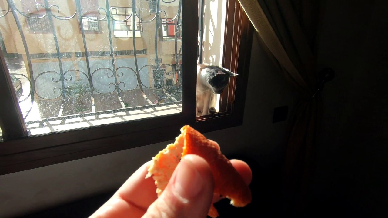 My cat afraid from Lemon