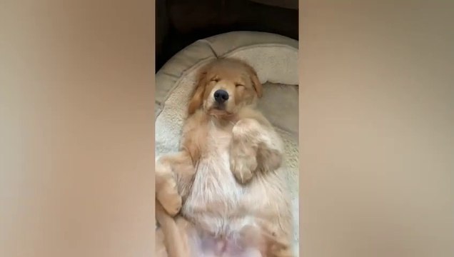 1　Animals play Animals play with horses walking animals Cute animals