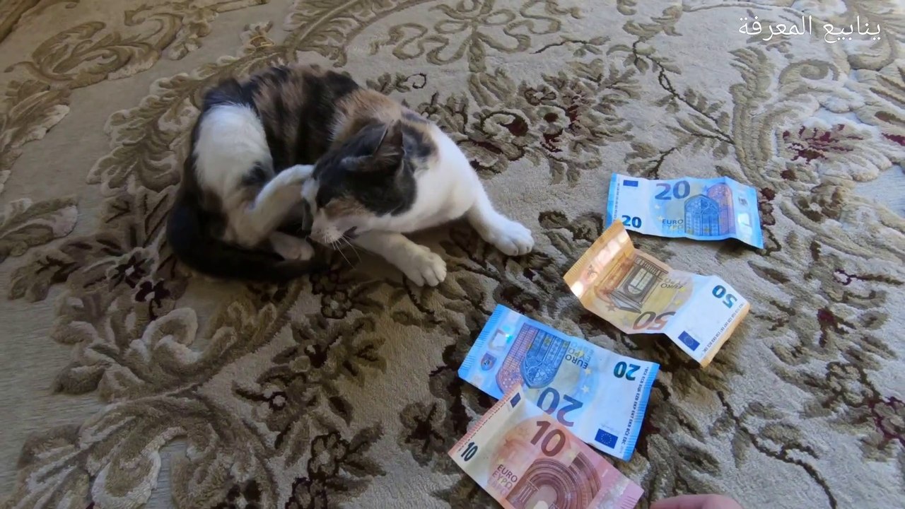 Mon chat aime l'argent