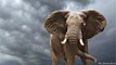 Elefantes: de nada vale tomar precauciones, cuando al paquidermo se le hinchan los c....