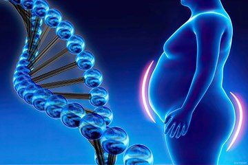 Descubren el 'interruptor' para quemar grasa después de comer