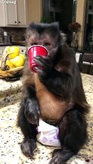 Thirsty Monkey Enjoys Favorite Treat