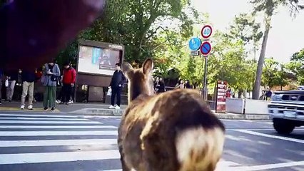 Deer Follows the Rules of the Road