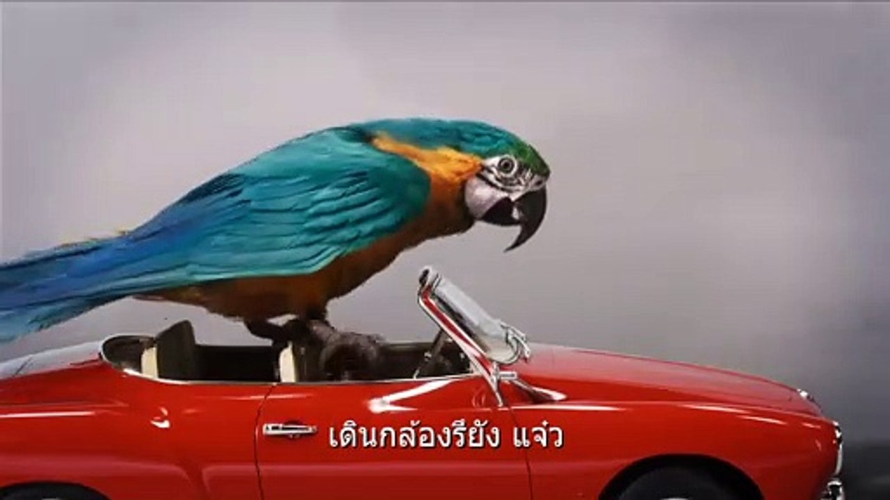 หนัง Dolittle - Audition