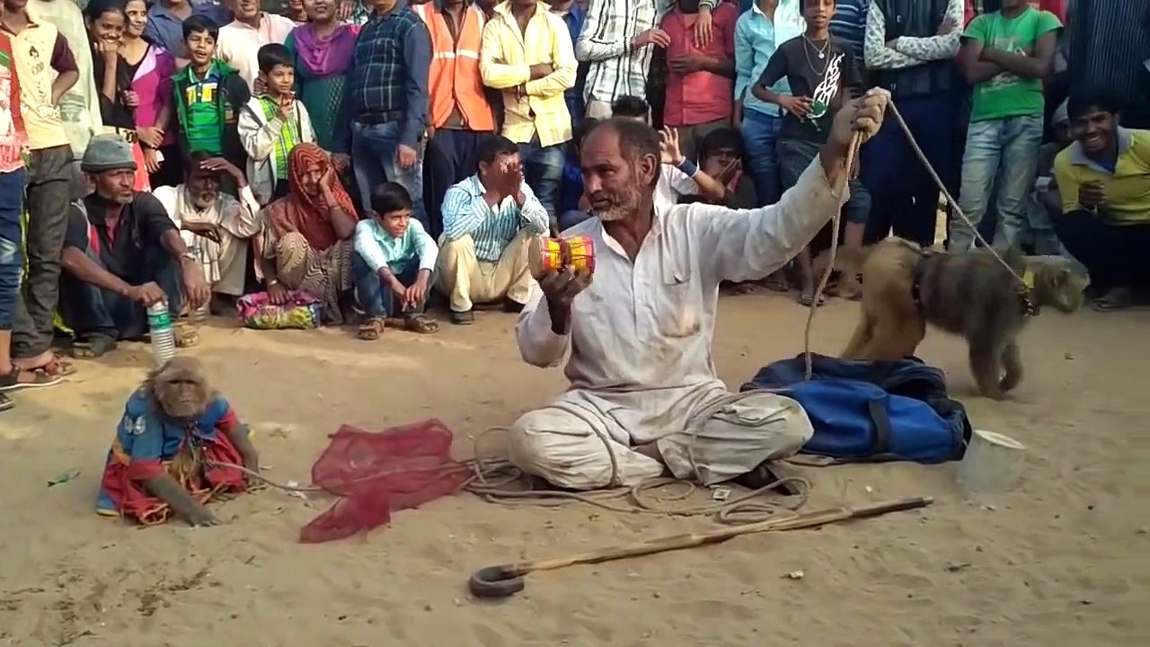 Haryanvi Bandar Bandriya Ka Khel - Funny Video _ C(720P_HD)