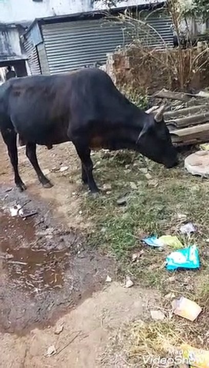 OX