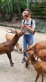 Hungry Deer Nip at Tourists for Food