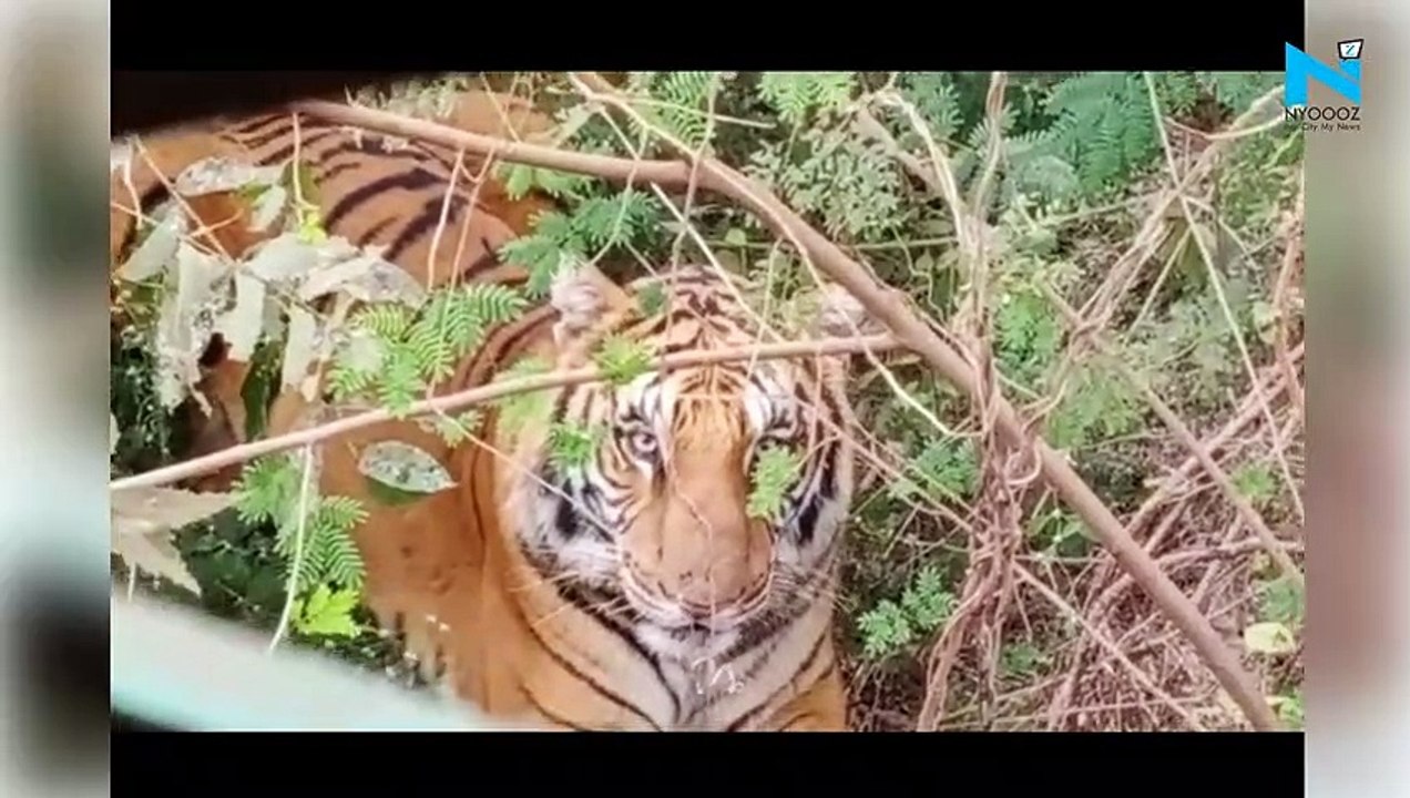 Chhattisgarh: Terrifying footage shows tourists' VERY close encounter with tiger