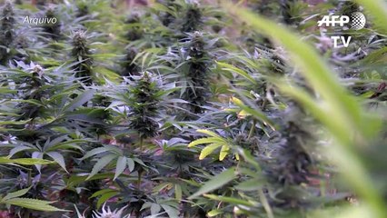 Consumo de maconha ilegal cai no Uruguai