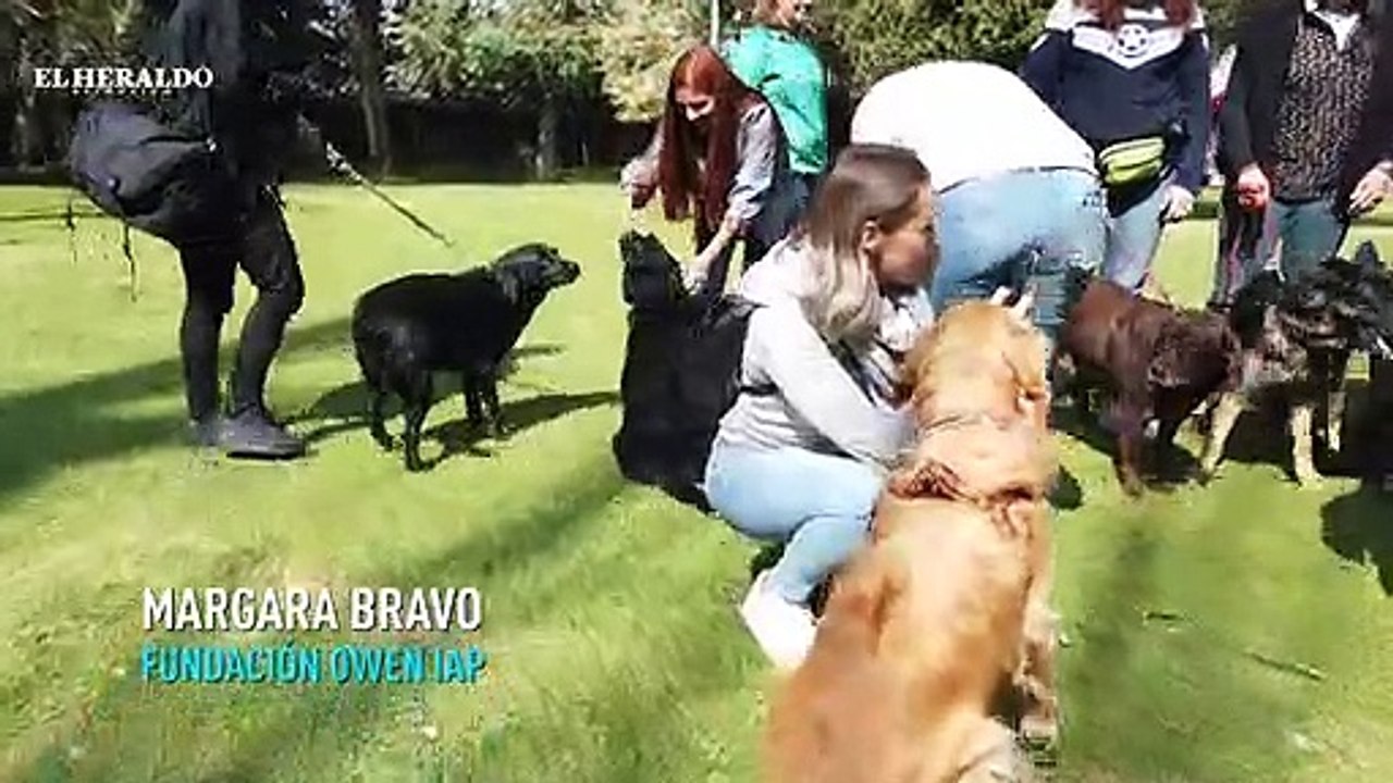 Perros de asistencia, guardianes con arduo trabajo; reportaje especial