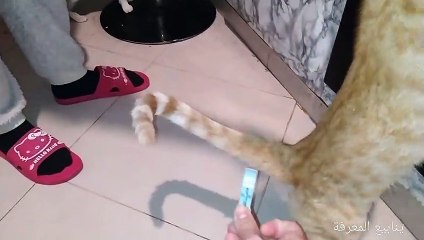 Mes chats ont faim ils veument manger