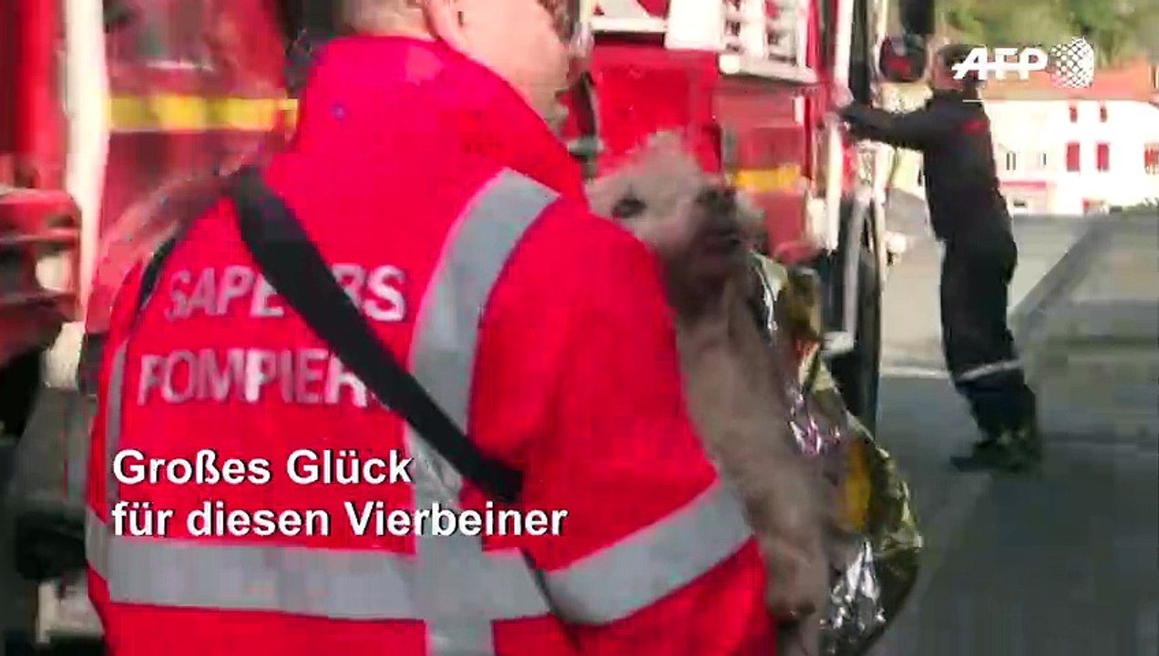 Tierische Rettung nach Überflutungen in Südfrankreich